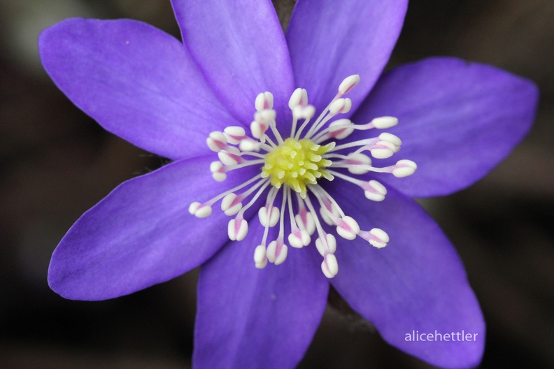 Leberblümchen (Anemone hepatica)